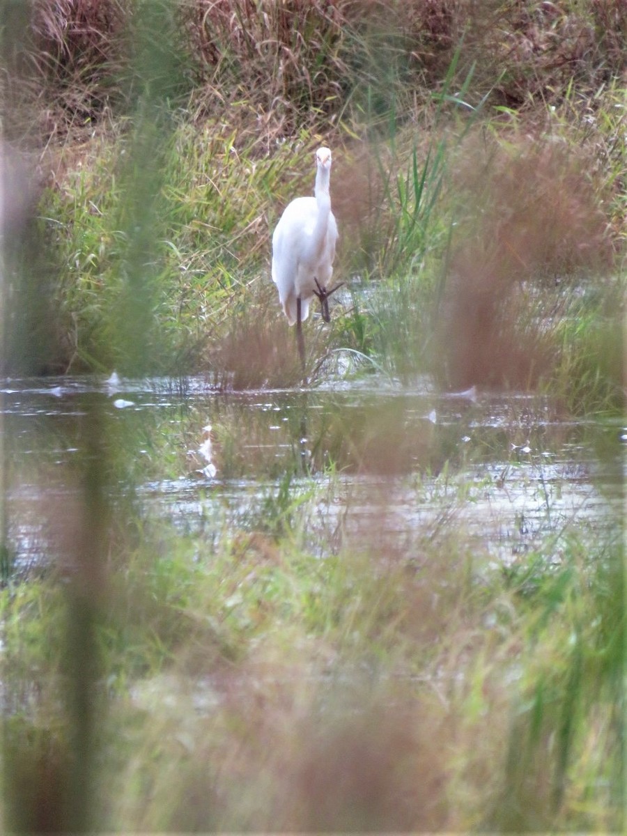 Great Egret - ML375490501