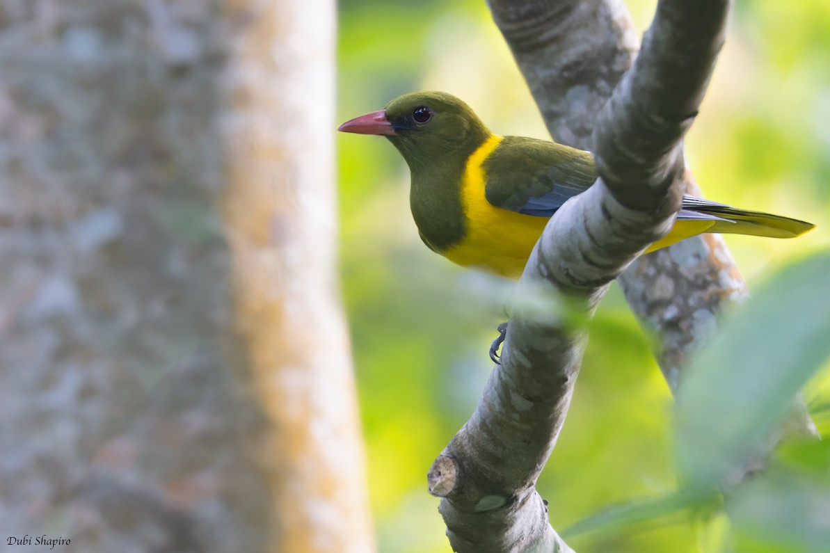 Green-headed Oriole - Dubi Shapiro