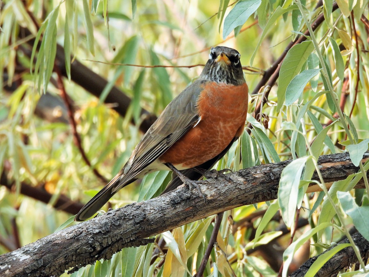 American Robin - ML375492691