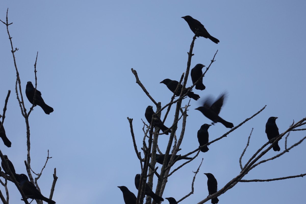Common Grackle - ML375494881