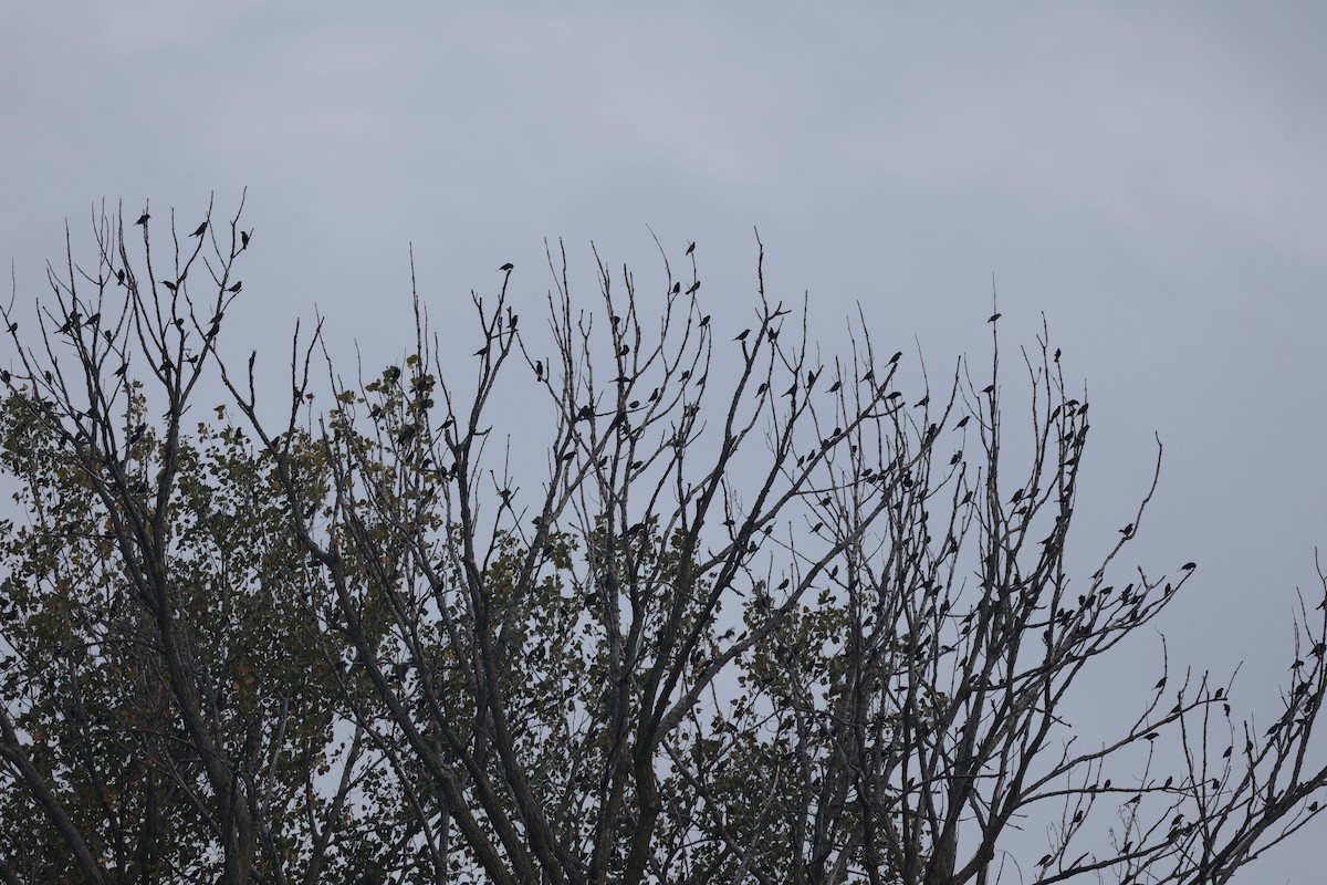 Common Grackle - ML375494941