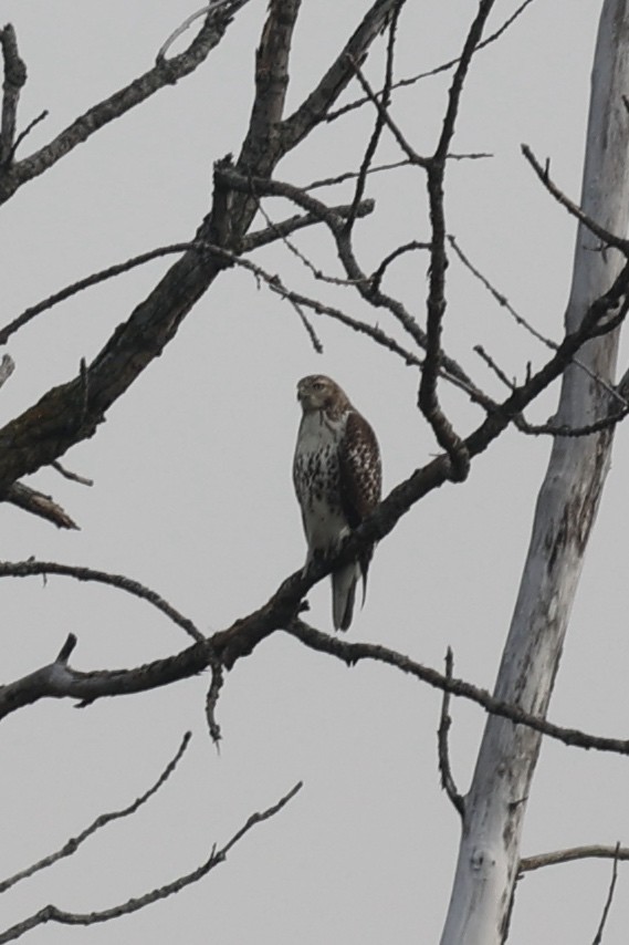 Red-tailed Hawk - ML375495021
