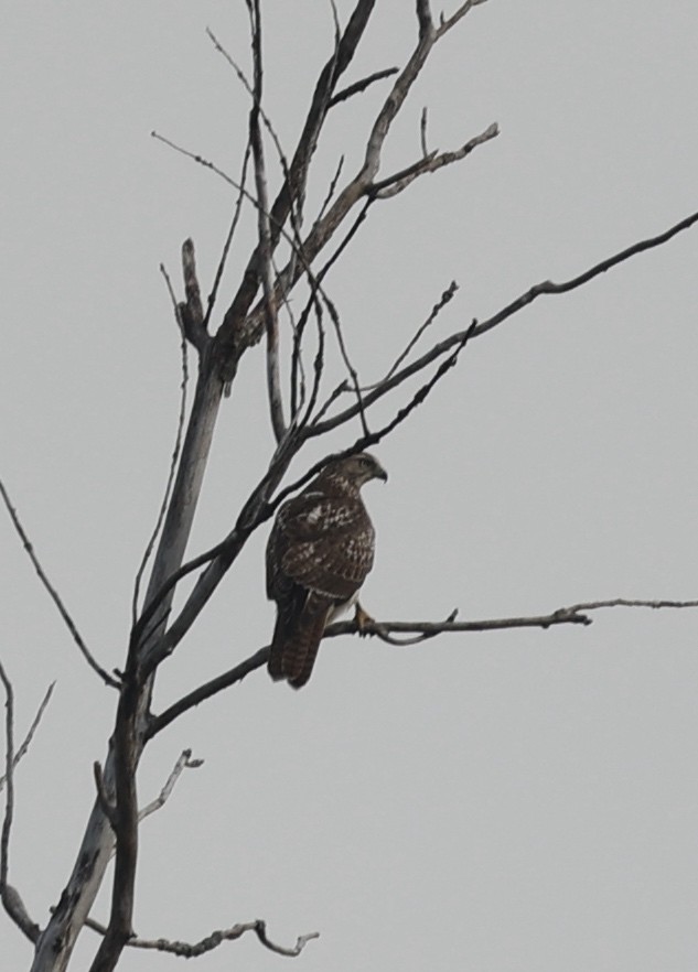 Red-tailed Hawk - ML375495041