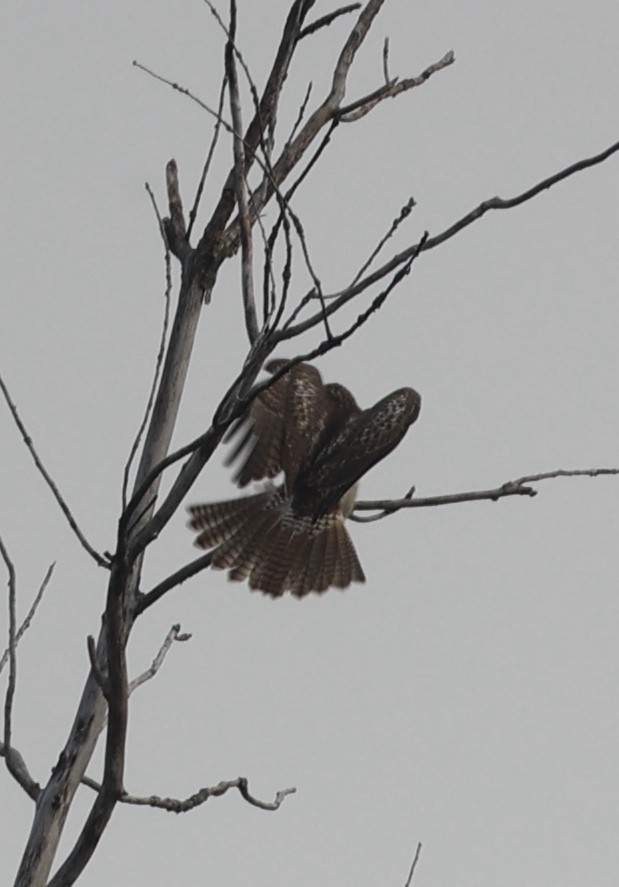 Red-tailed Hawk - ML375495051