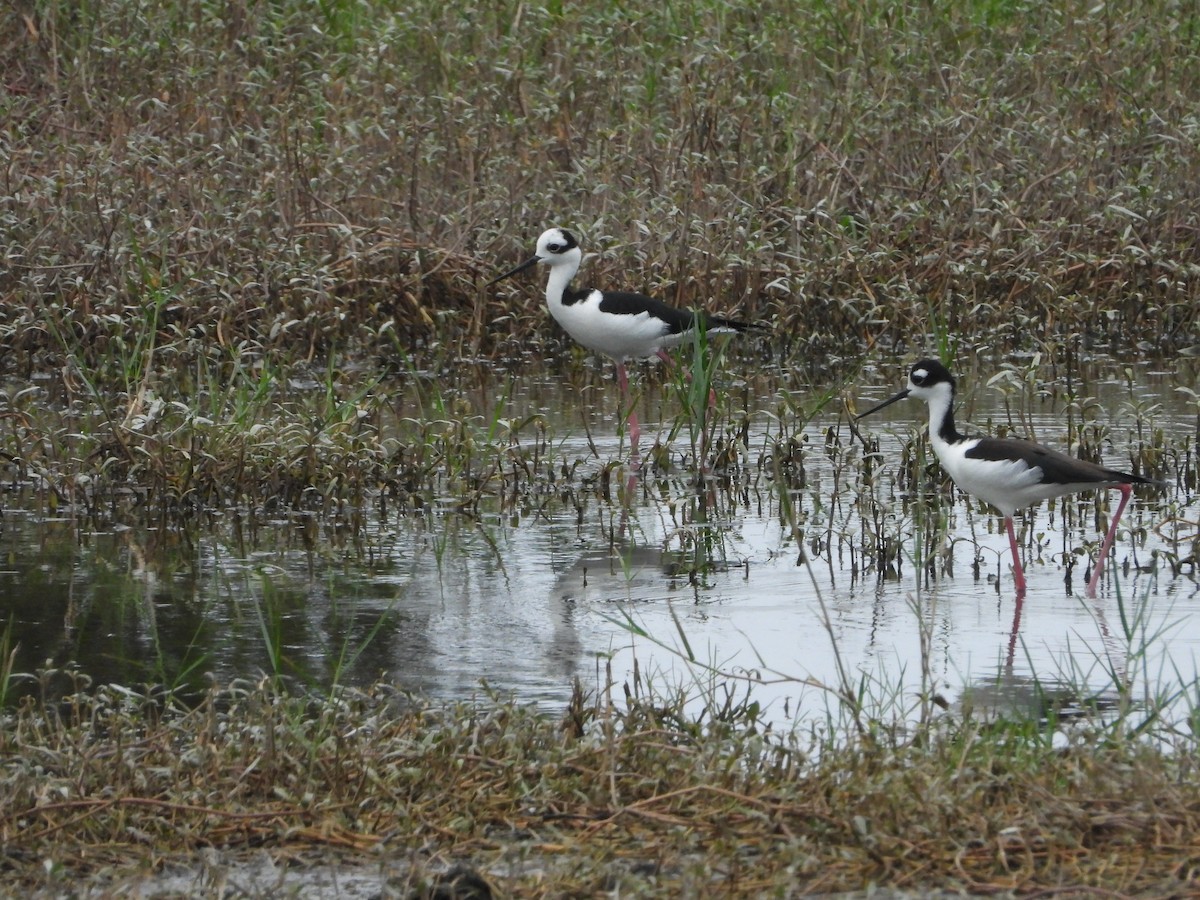 Black-necked Stilt (White-backed) - ML375495531