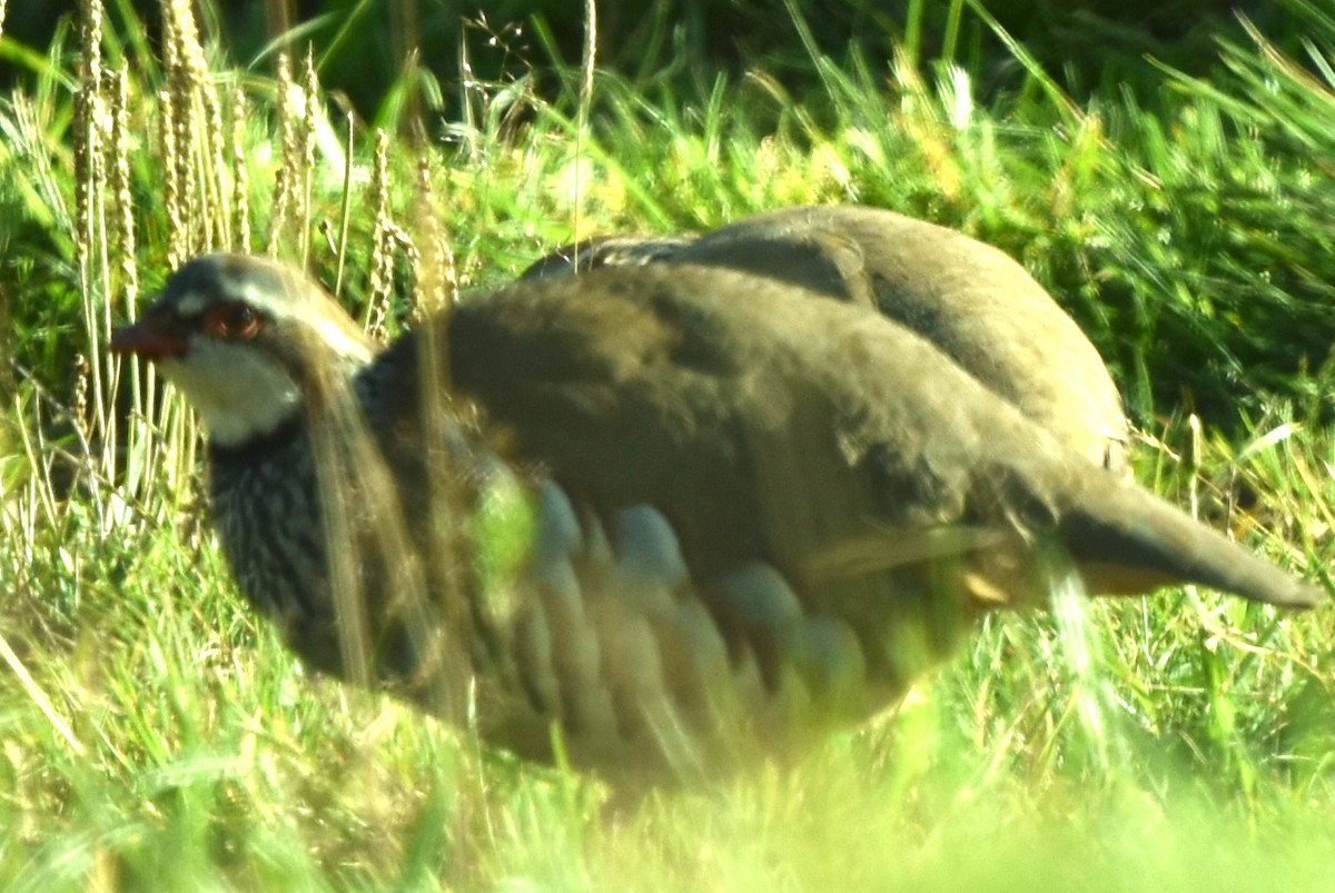 Red-legged Partridge - Blair Whyte