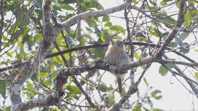 Western Striolated-Puffbird - ML375495991