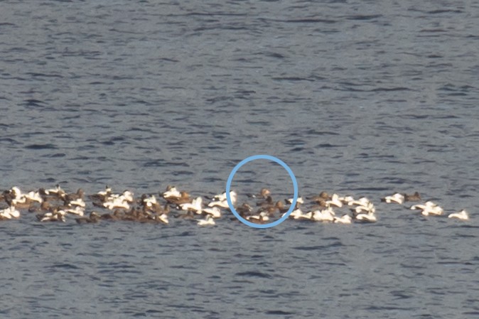 King Eider - ML375497341