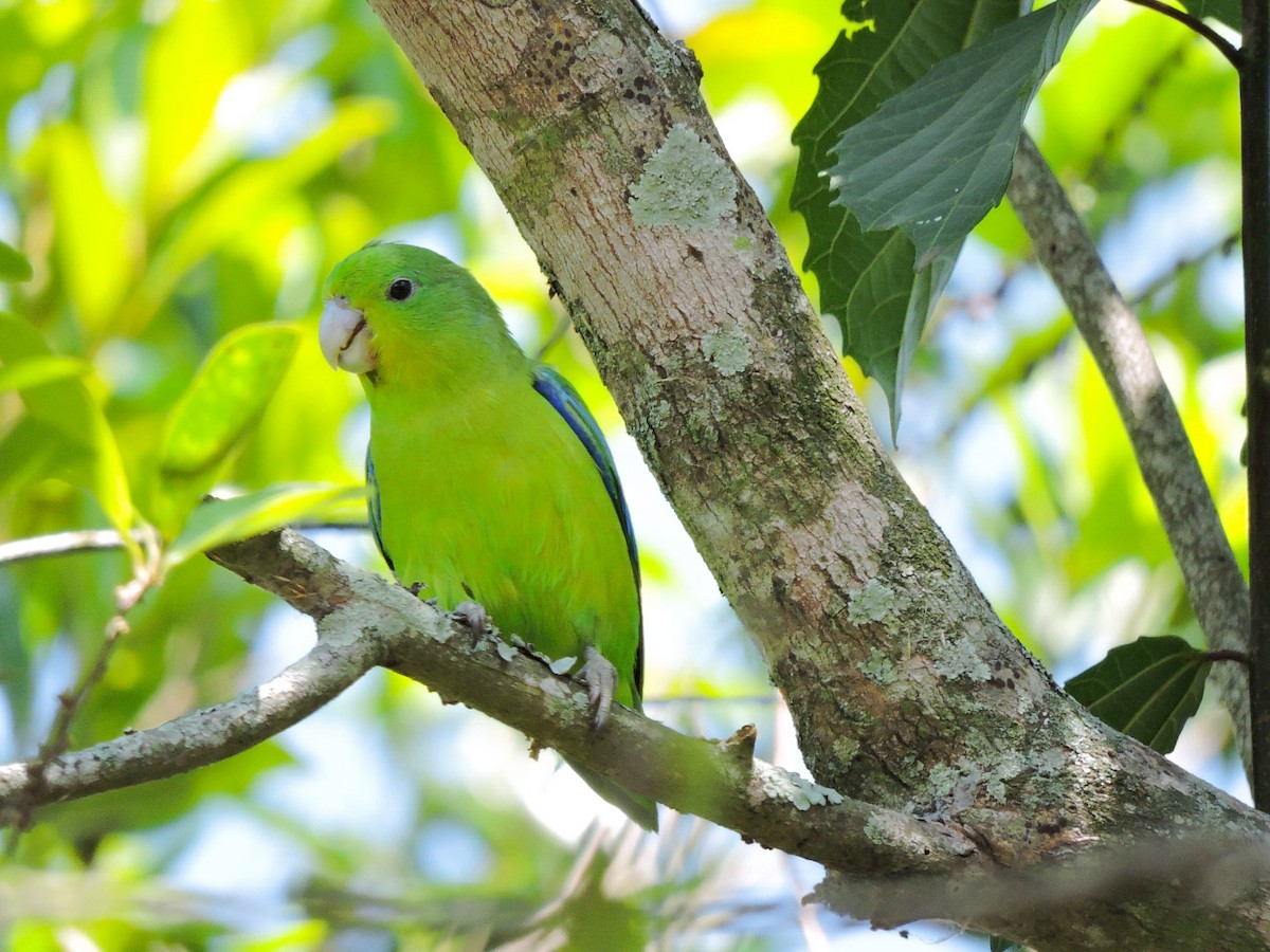 Cobalt-rumped Parrotlet - ML375497481