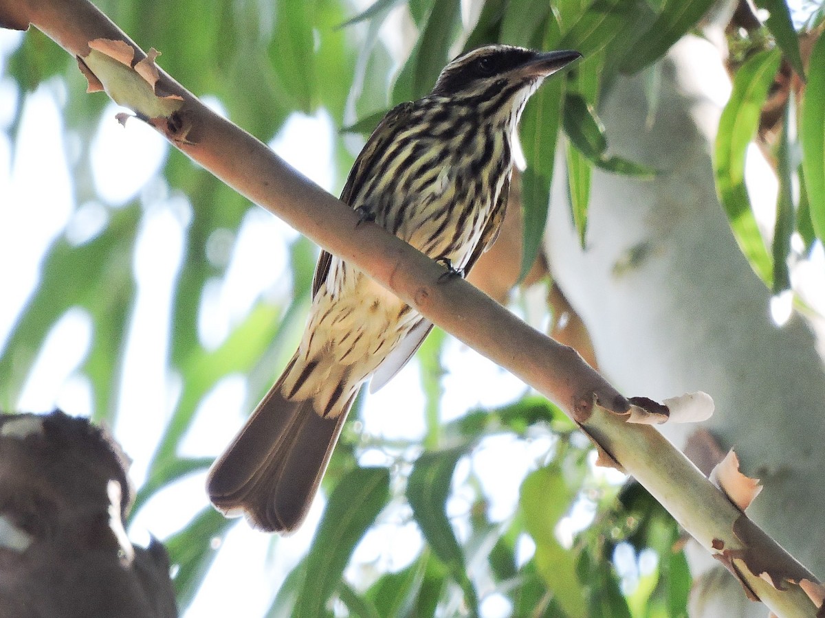 Streaked Flycatcher - ML375497611