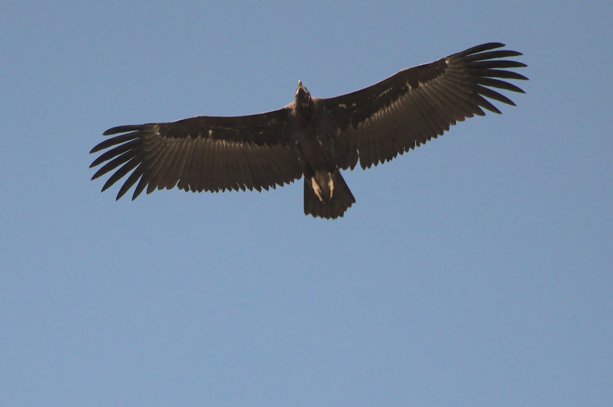 Cinereous Vulture - ML375497761