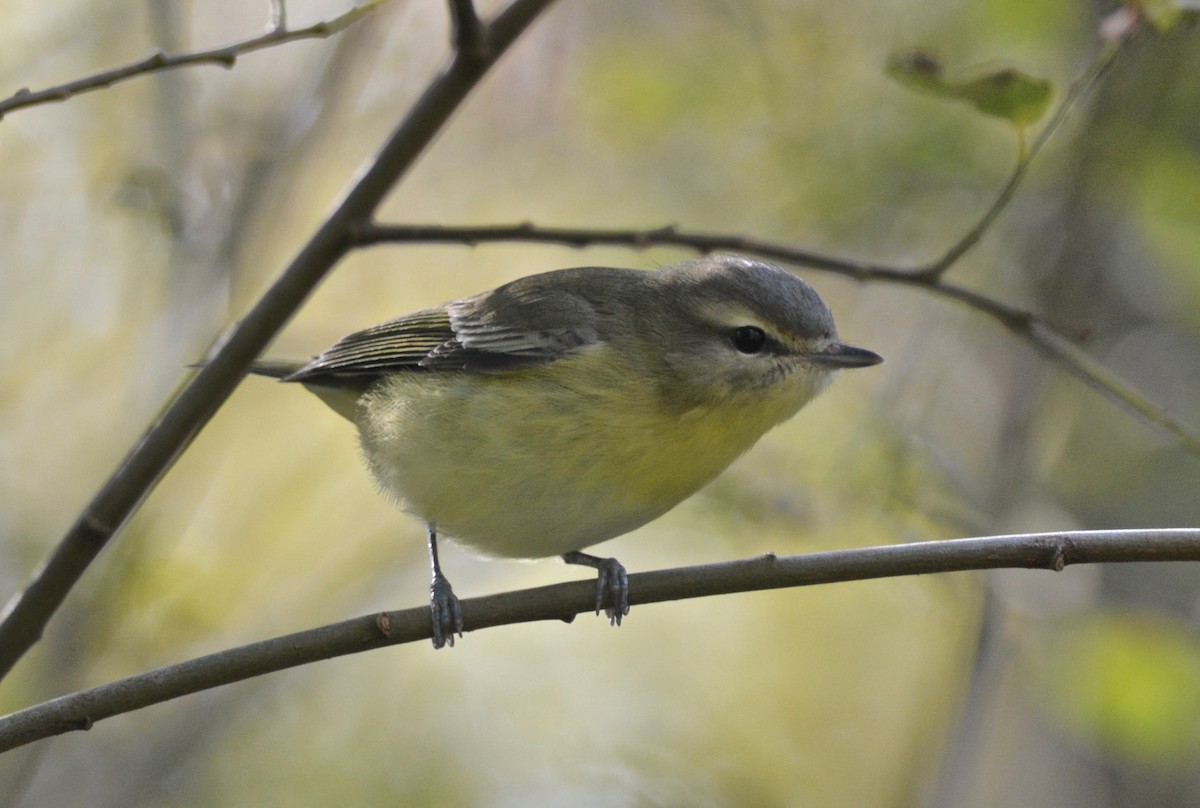 Philadelphia Vireo - Suzanne Sullivan