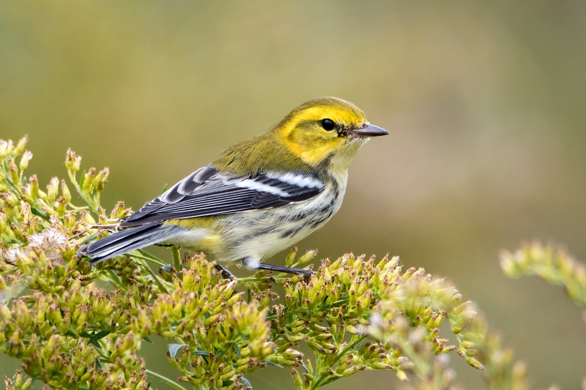Black-throated Green Warbler - Sue Barth