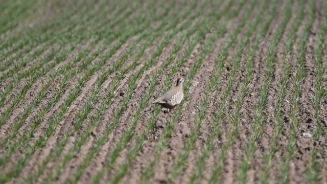 Red-legged Partridge - ML375501701