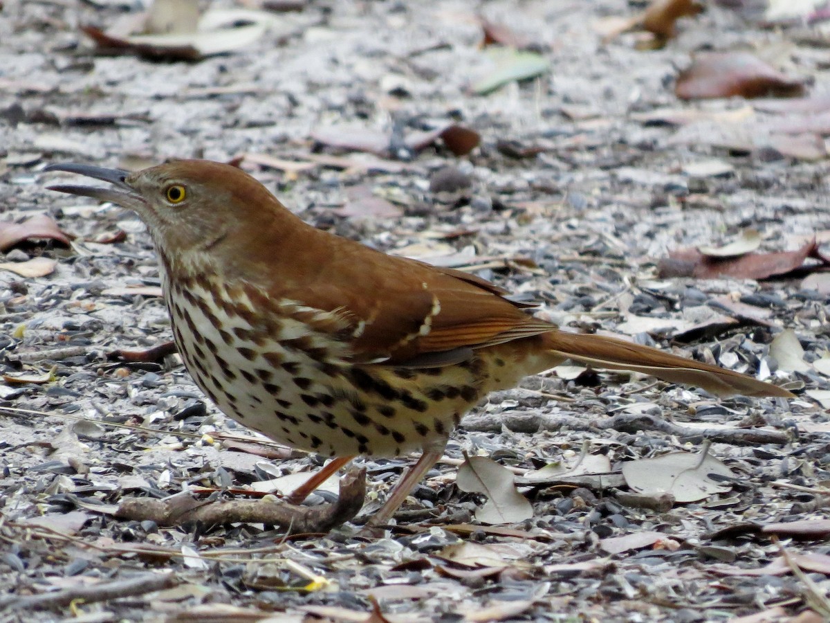 Рыжий пересмешник - ML37550221