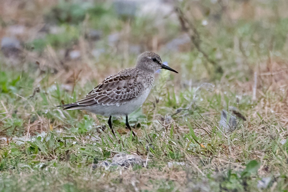 White-rumped Sandpiper - Sue Barth