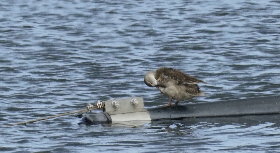 Blue-winged Teal - Thane Pratt