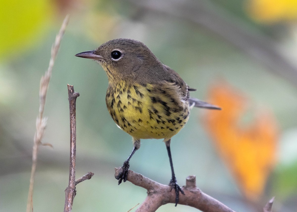 Kirtland's Warbler - ML375504751