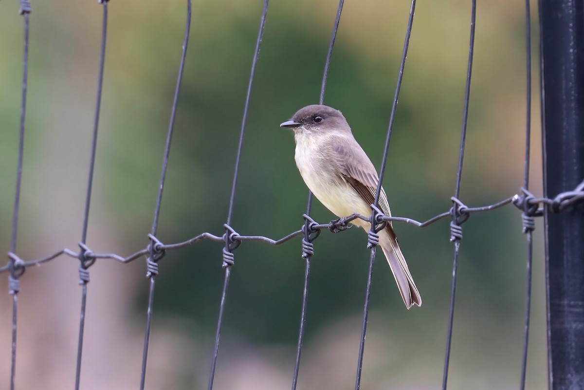 Eastern Phoebe - ML375505651