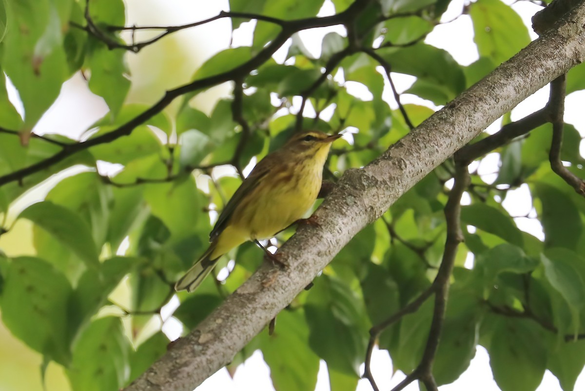 Palm Warbler - Suzanne O'Rourke