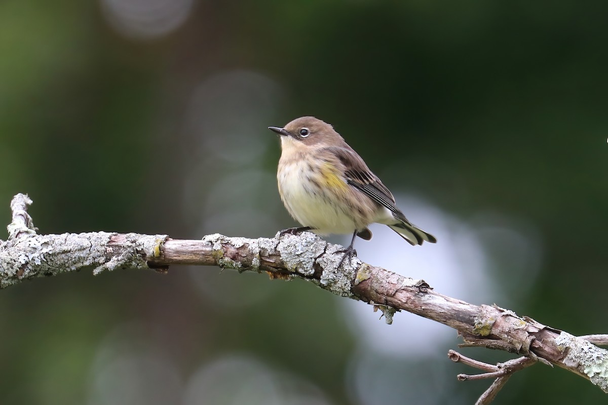 Yellow-rumped Warbler (Myrtle) - ML375506221
