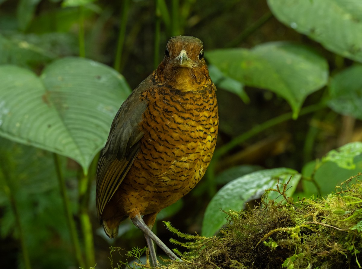 Giant Antpitta - Alex Luna