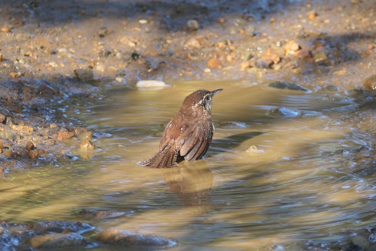 Carolina Wren - ML375507301