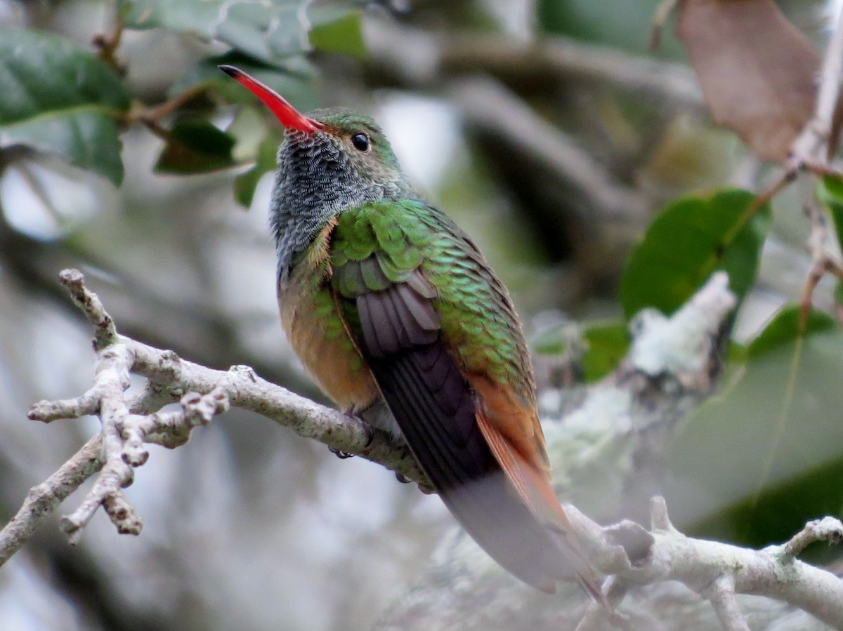 kolibřík yukatanský - ML37550761