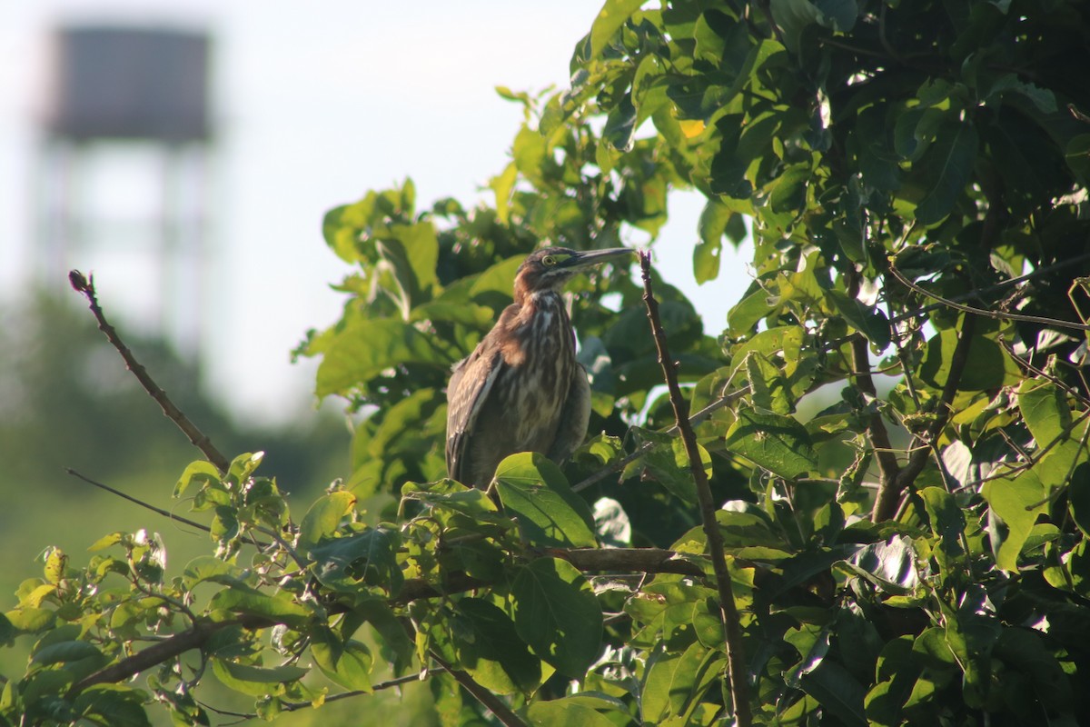 Green Heron - ML375508061