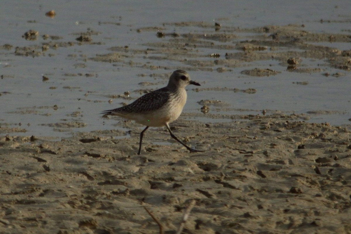 Black-bellied Plover - ML375508081