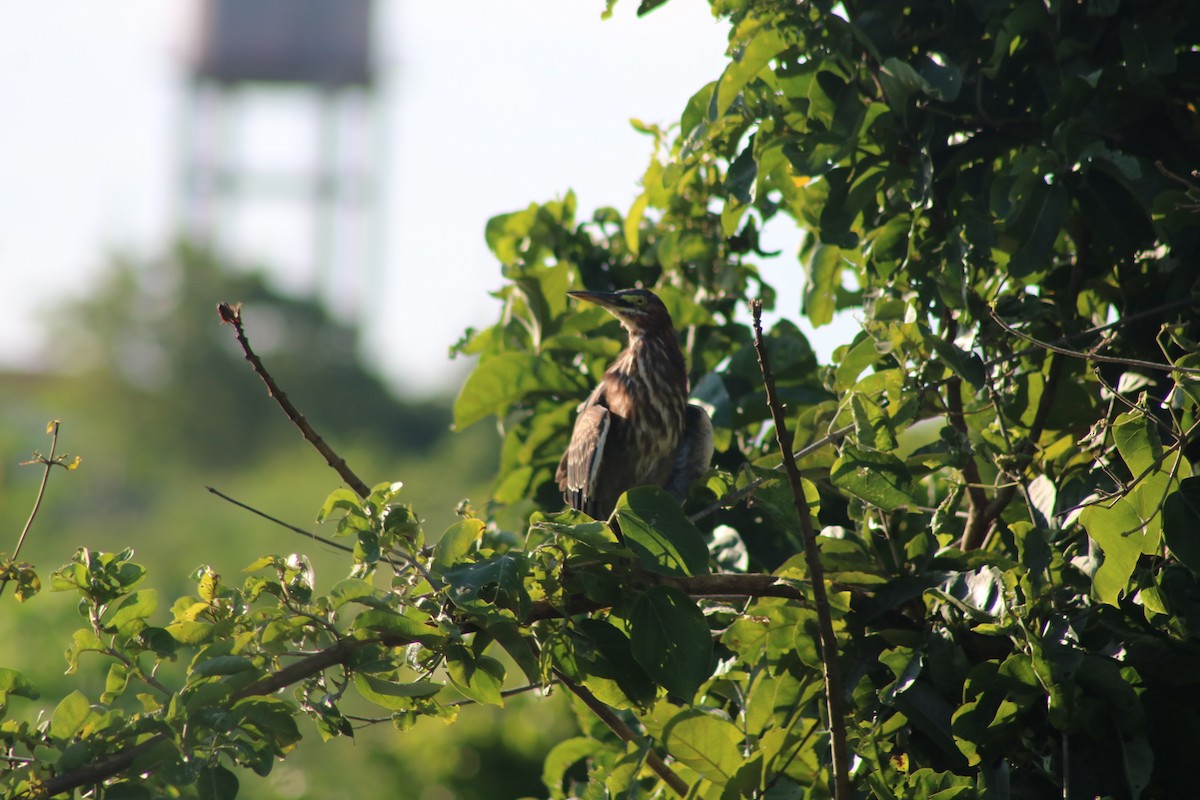 Green Heron - ML375508211