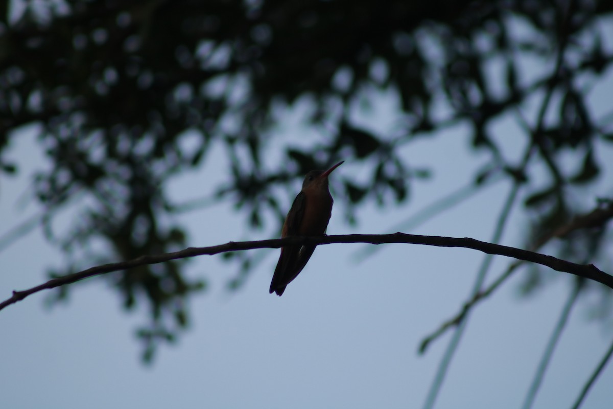 kolibřík ryšavý - ML375509551