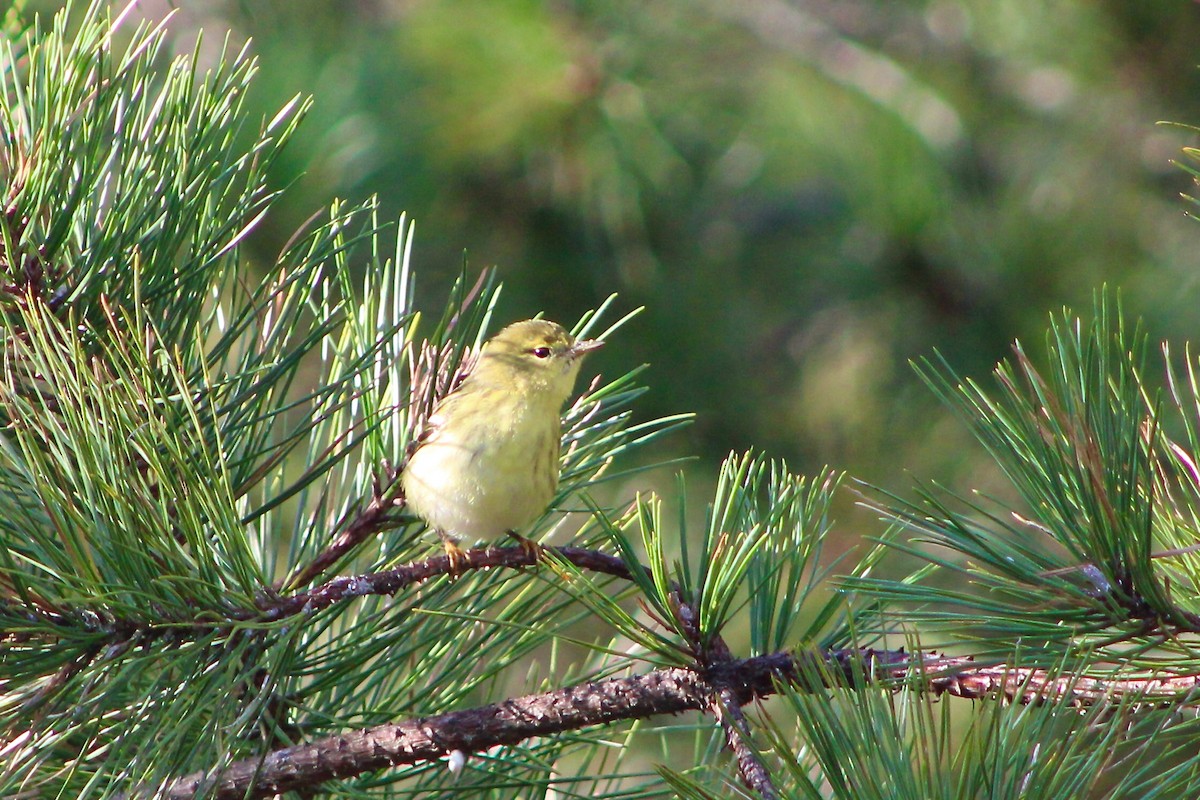 Blackpoll Warbler - ML375509901