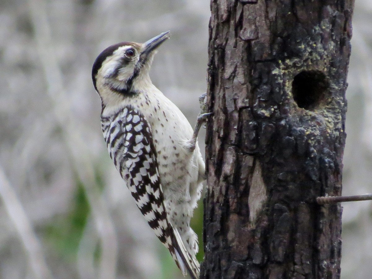 Ladder-backed Woodpecker - Sophia Wong