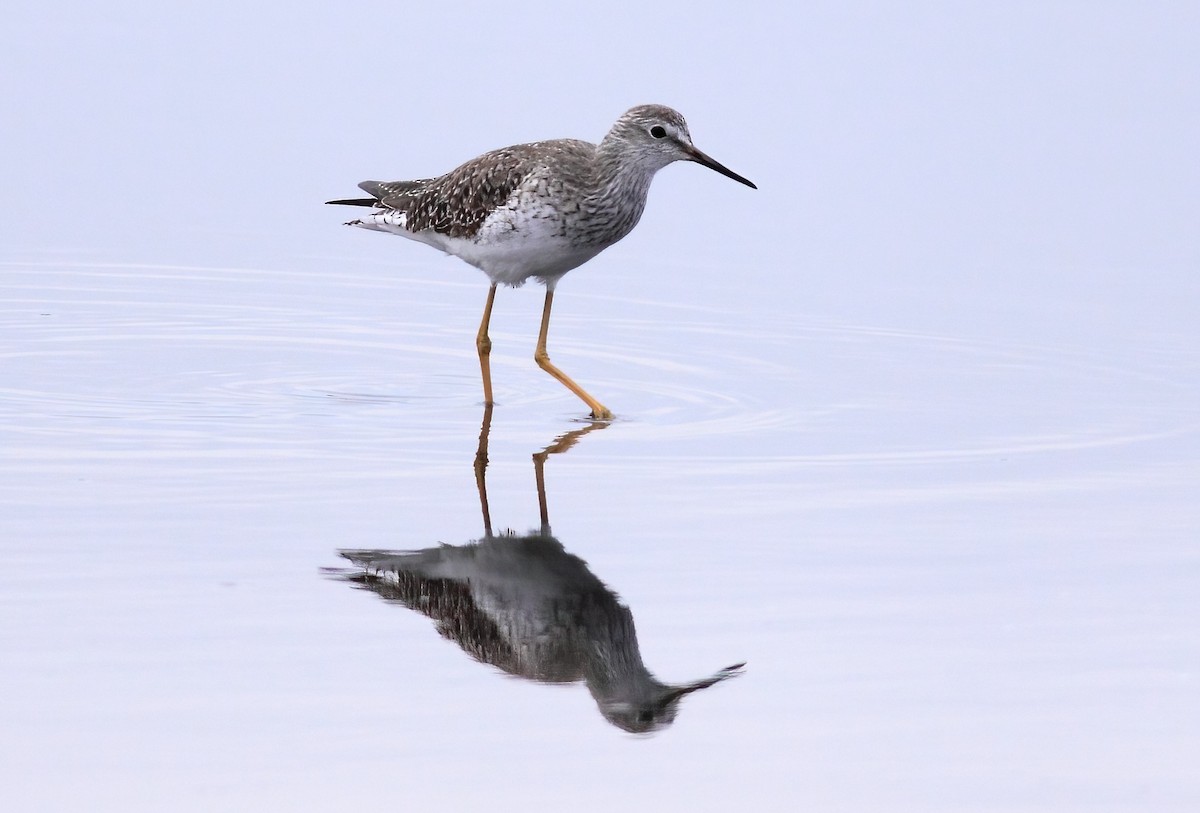 Lesser Yellowlegs - ML375512801