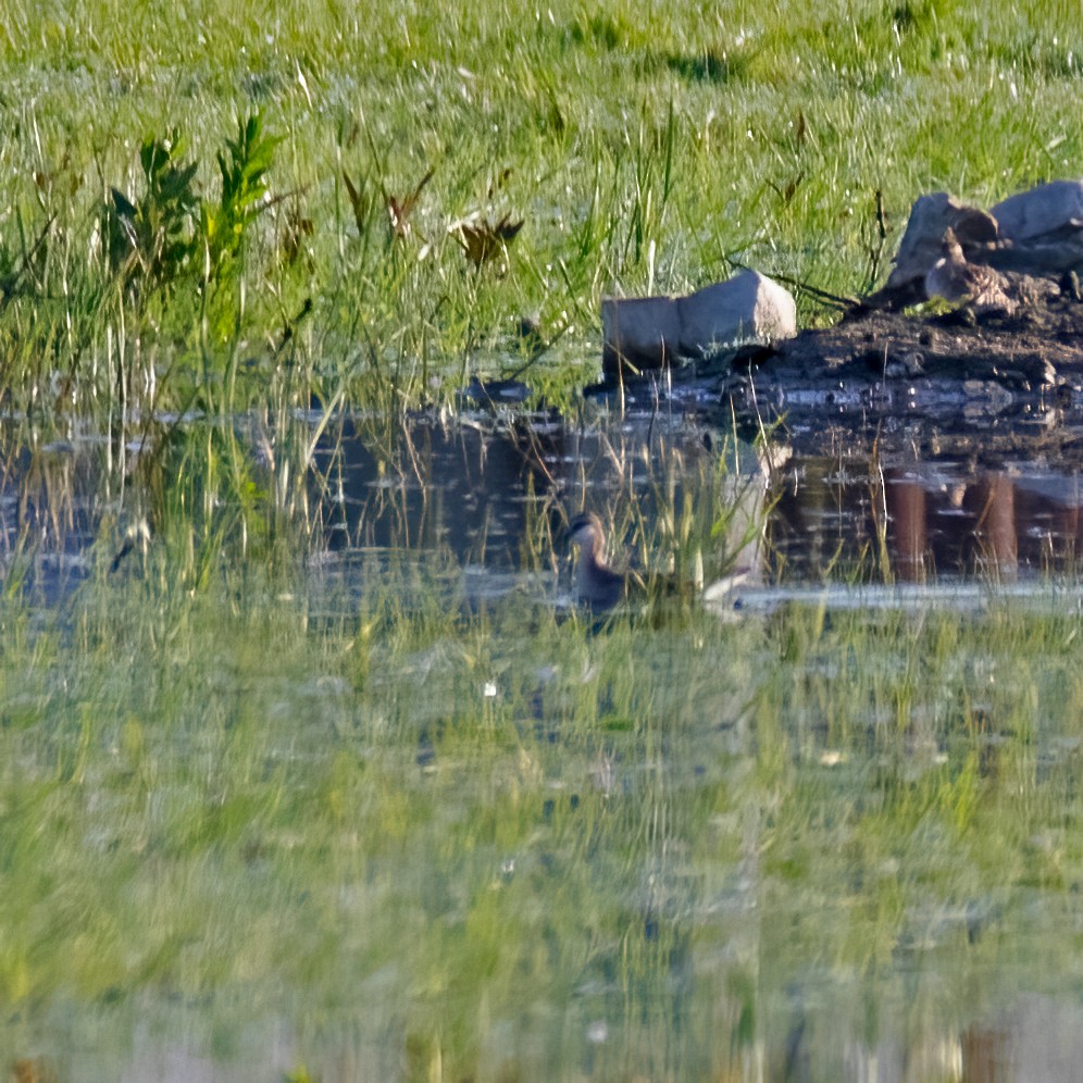 Wilson's Phalarope - ML375513881