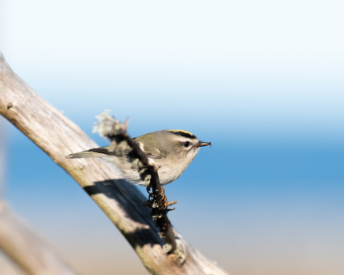 Golden-crowned Kinglet - Rick Brown