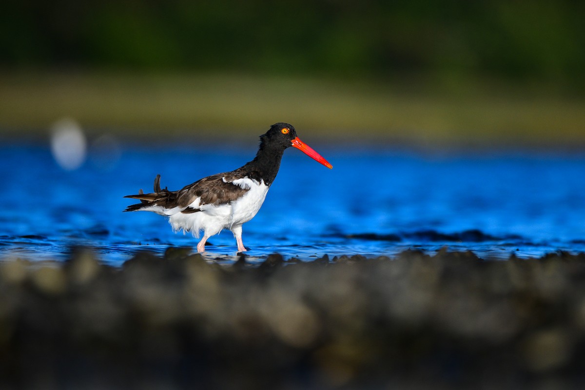 American Oystercatcher - Kieran Barlow