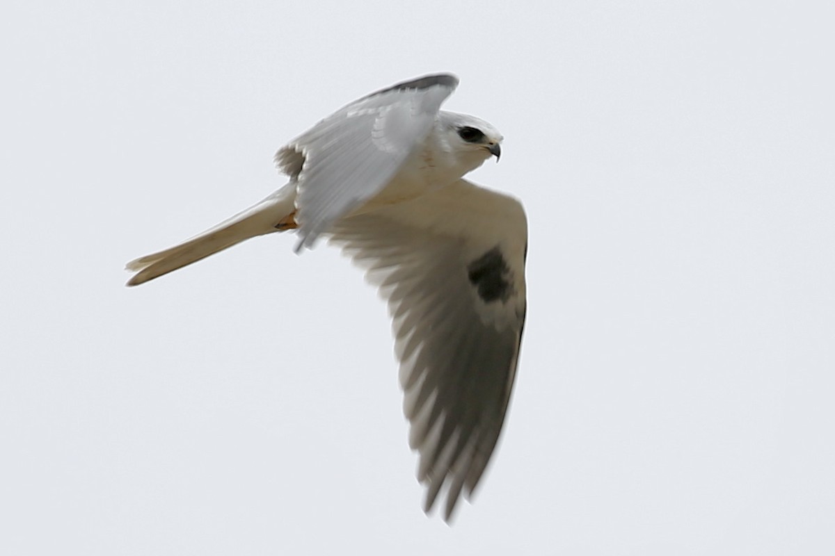 White-tailed Kite - Keith Gress