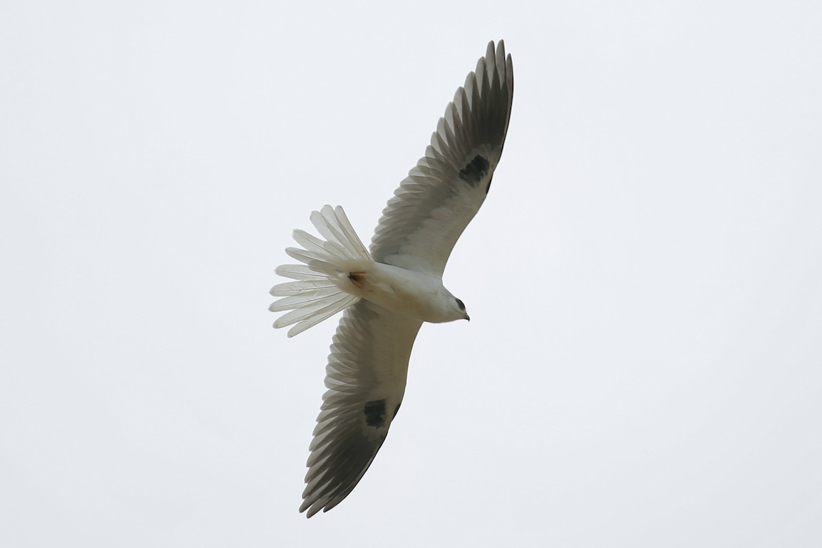 White-tailed Kite - Keith Gress