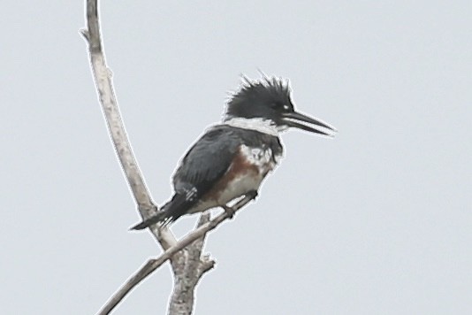 Belted Kingfisher - ML375518381