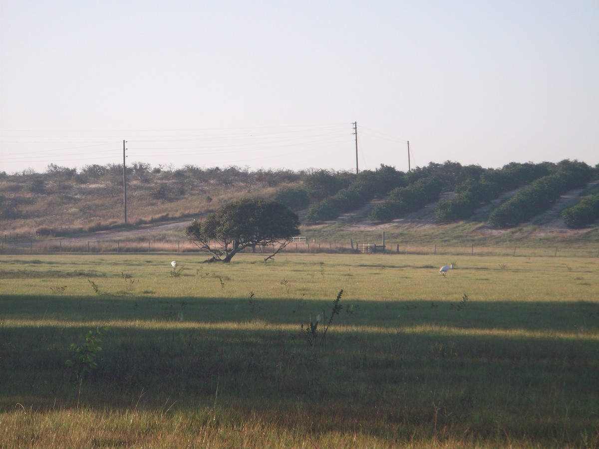 Whooping Crane - ML375519291