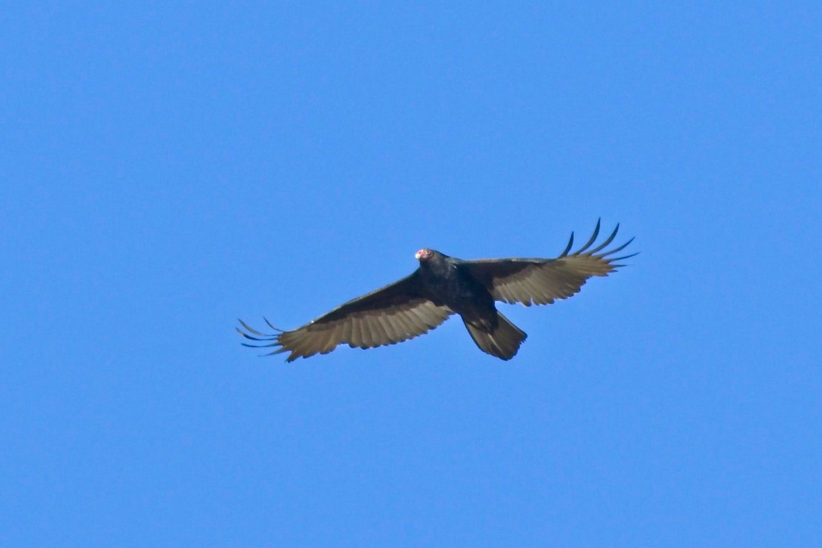Turkey Vulture - ML375519411