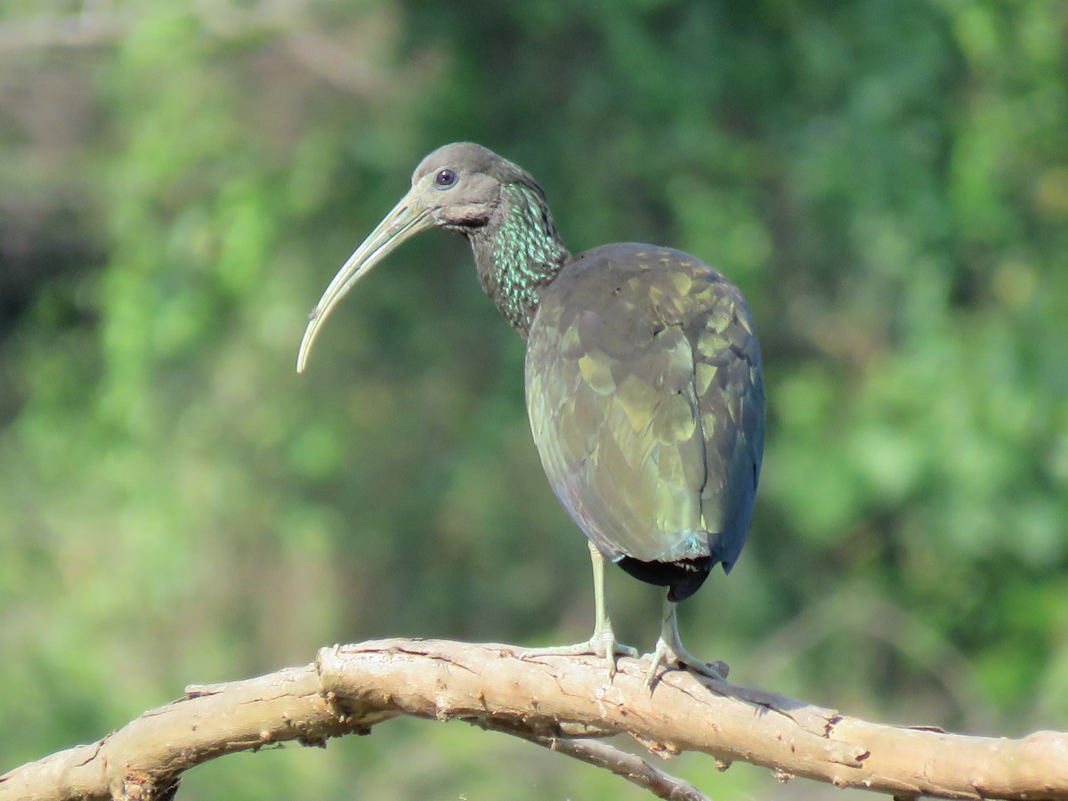 Green Ibis - ML375520191