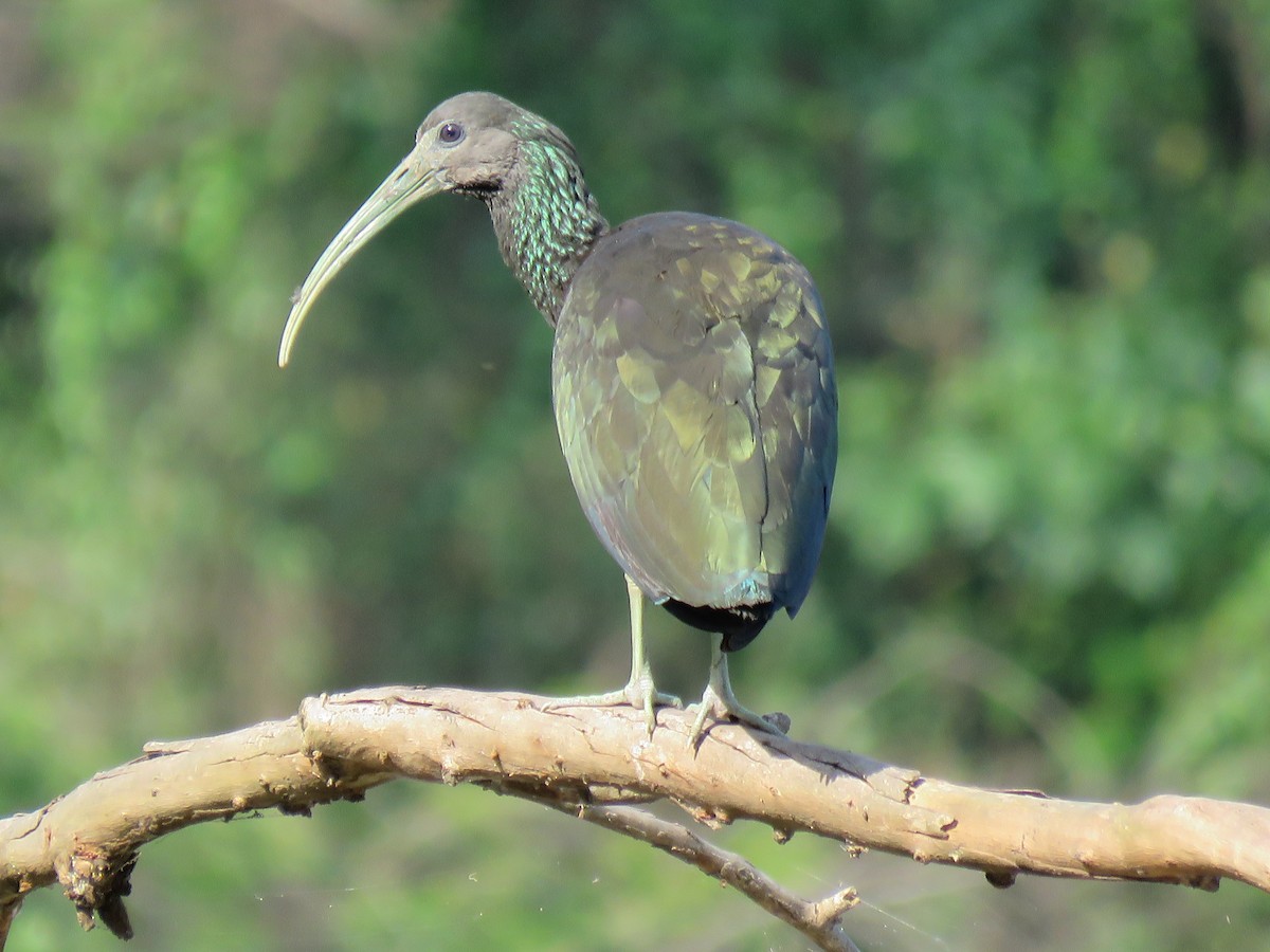 grønnakkeibis - ML375520201