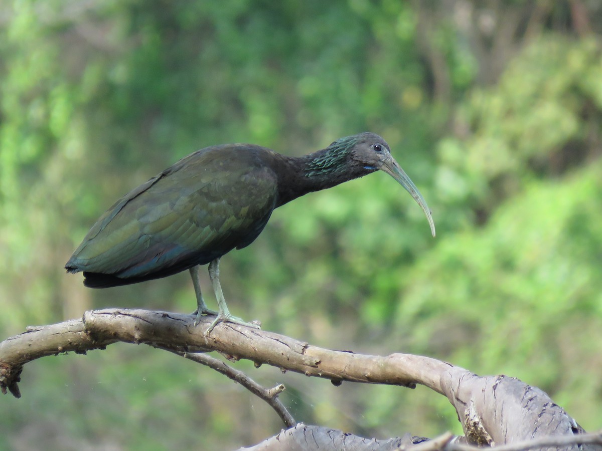 grønnakkeibis - ML375520211