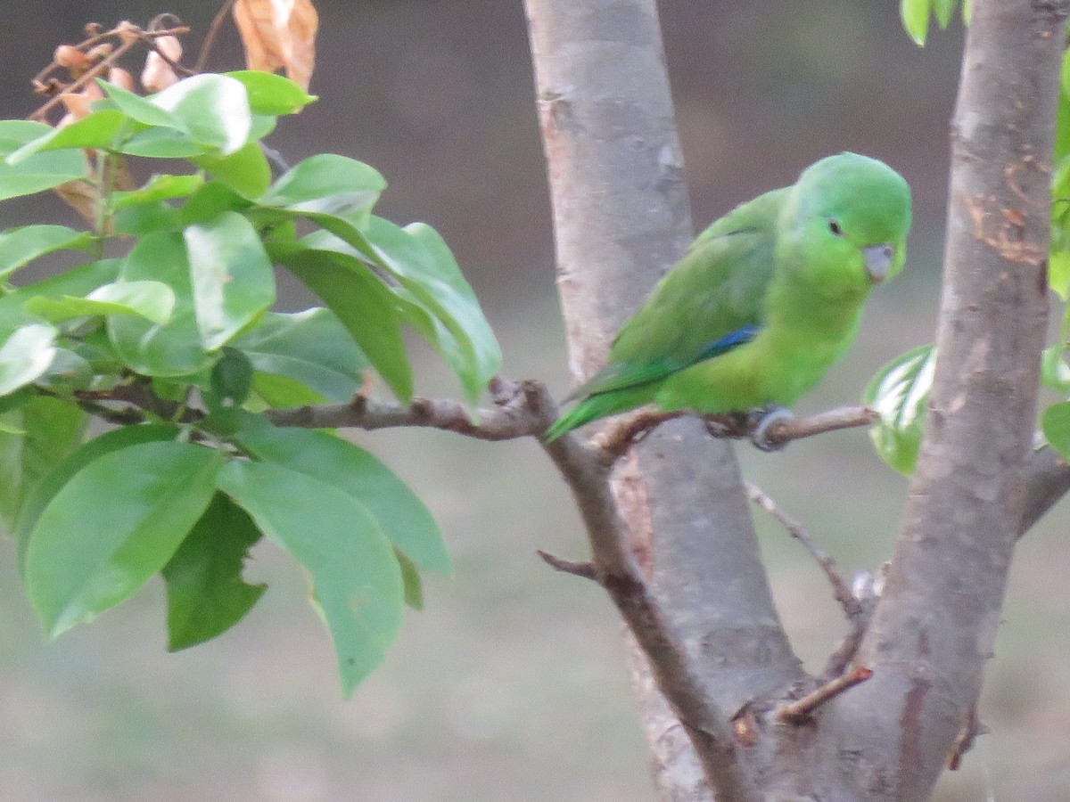 Cobalt-rumped Parrotlet - Romeu Gama