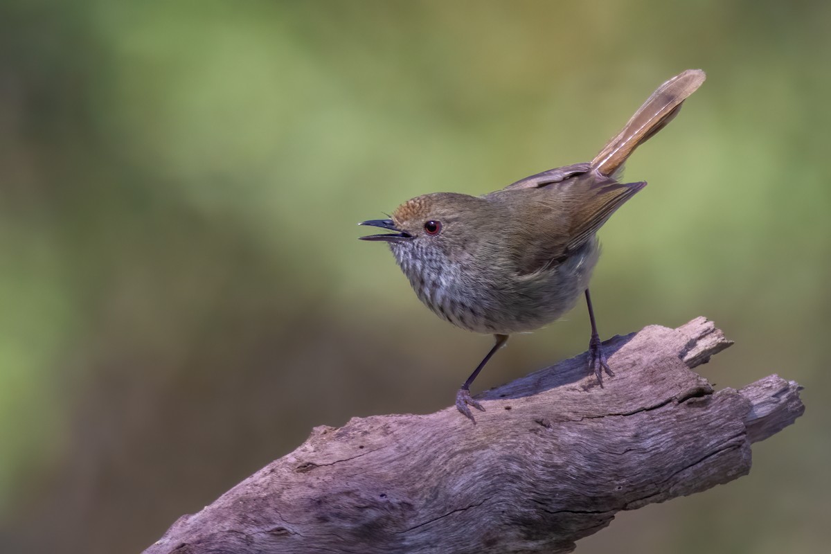 Brown Thornbill - ML375522191