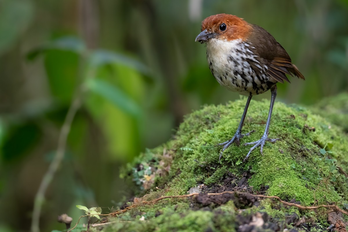 Chestnut-crowned Antpitta - Ben  Lucking