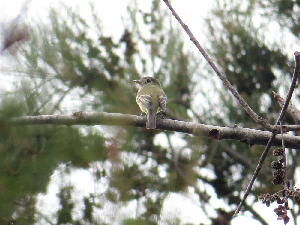 Hammond's Flycatcher - Jasmine Kay